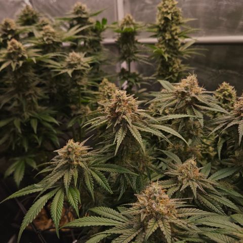 Tangie #2 growlog timeline photo