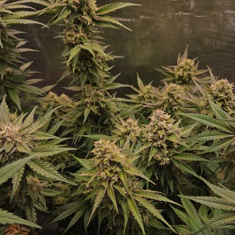 Tangie #3 growlog timeline photo