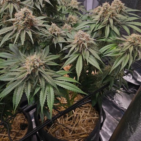 Mimosa #1 growlog timeline photo