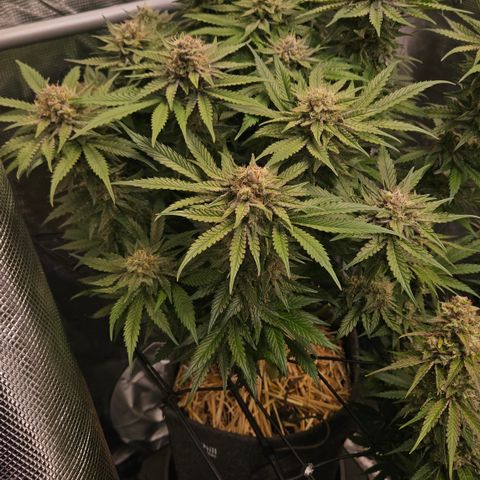 Tangie #2 growlog timeline photo