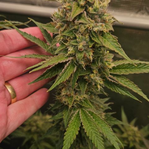 Tangie #3 growlog timeline photo