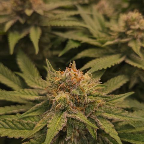 Tangie #2 growlog timeline photo