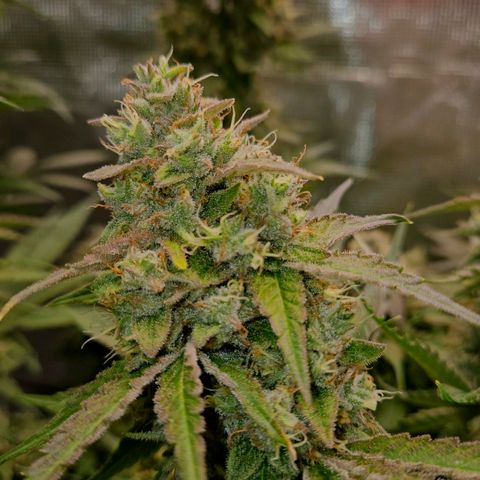 Tangie #3 growlog timeline photo