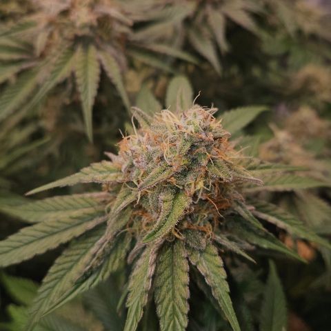 Mimosa #1 growlog timeline photo