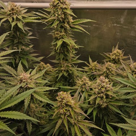 Tangie #3 growlog timeline photo