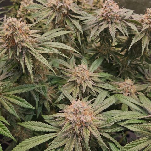 Mimosa #1 growlog timeline photo