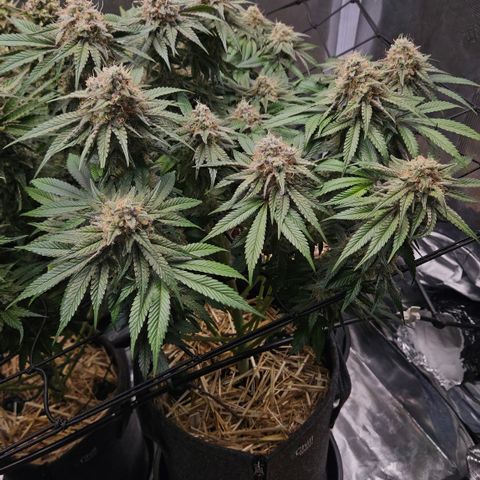 Mimosa #1 growlog timeline photo