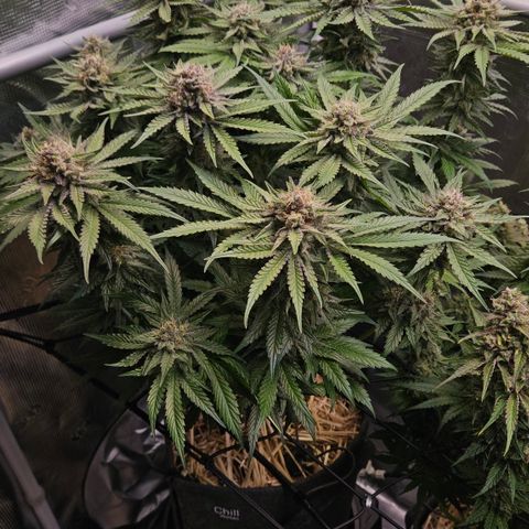 Tangie #2 growlog timeline photo