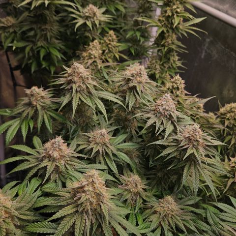 Tangie #2 growlog timeline photo