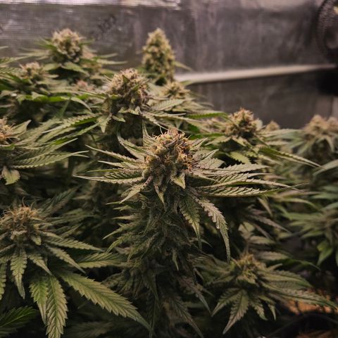 Tangie #2 growlog timeline photo