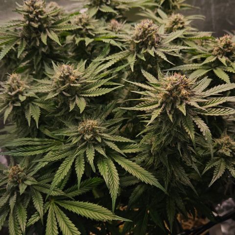 Tangie #2 growlog timeline photo