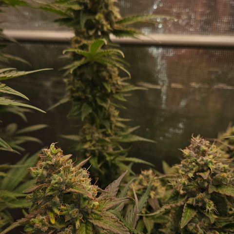 Tangie #3 growlog timeline photo