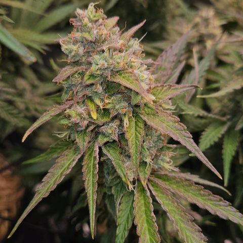 Tangie #3 growlog timeline photo