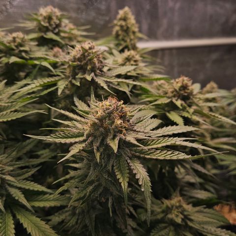Tangie #2 growlog timeline photo