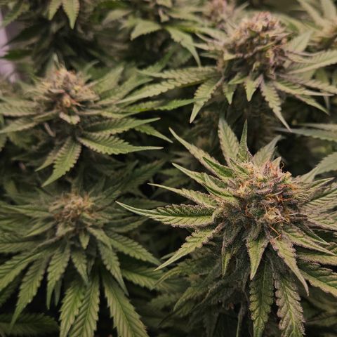 Tangie #2 growlog timeline photo