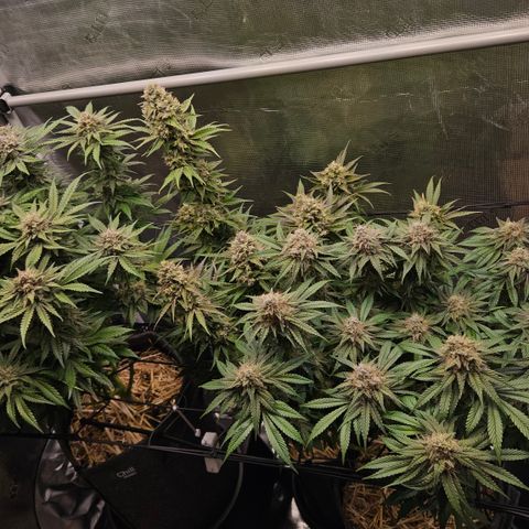 Tangie #2 growlog timeline photo