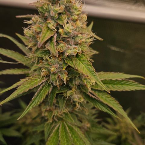 Tangie #3 growlog timeline photo