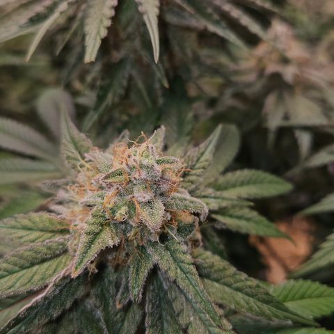 Mimosa #1 growlog timeline photo