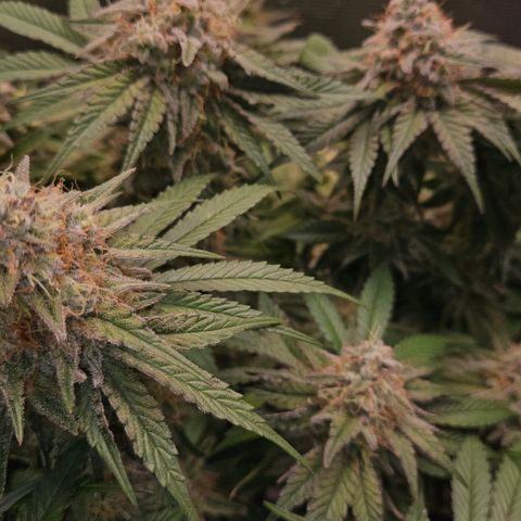 Mimosa #1 growlog timeline photo