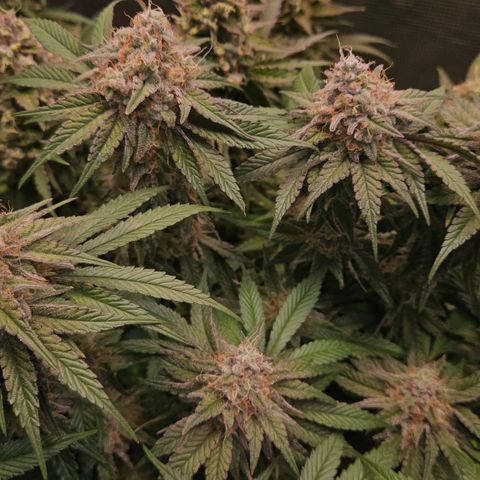Mimosa #1 growlog timeline photo