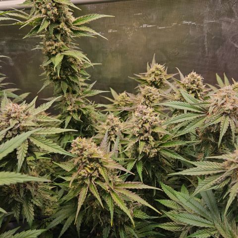 Tangie #3 growlog timeline photo