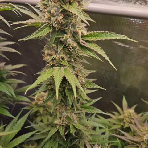 Tangie #3 growlog timeline photo