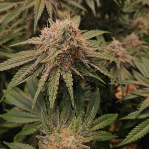 Mimosa #1 growlog timeline photo