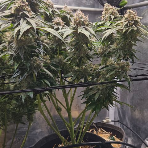 Mimosa #1 growlog timeline photo
