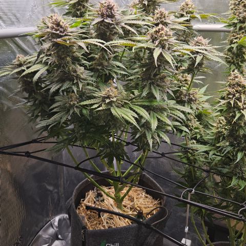 Tangie #2 growlog timeline photo