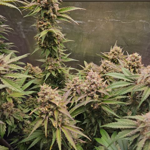 Tangie #3 growlog timeline photo