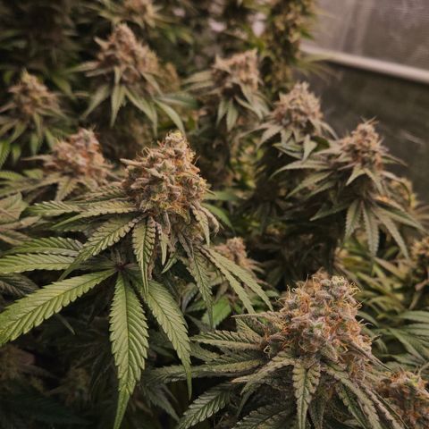 Mimosa #1 growlog timeline photo