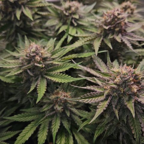Mimosa #1 growlog timeline photo