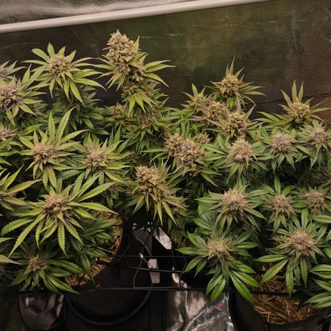 Tangie #2 growlog timeline photo