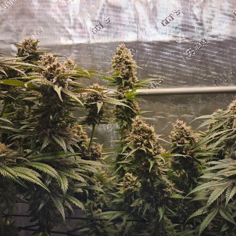 Tangie #3 growlog timeline photo