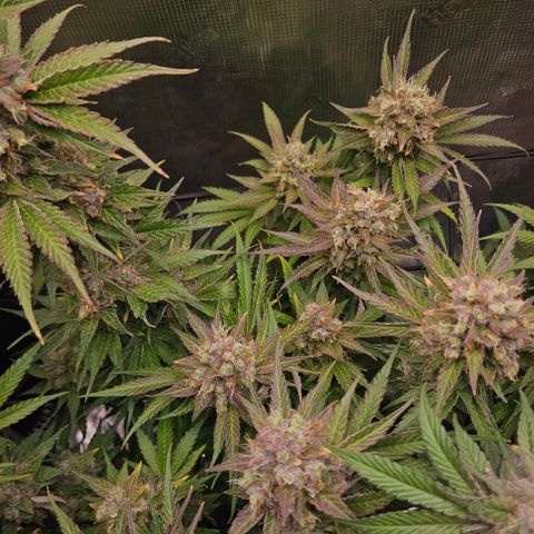 Tangie #3 growlog timeline photo