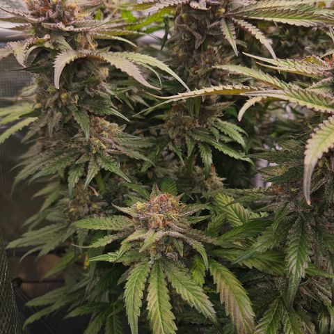 Tangie #2 growlog timeline photo
