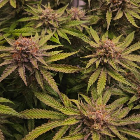 Tangie #2 growlog timeline photo