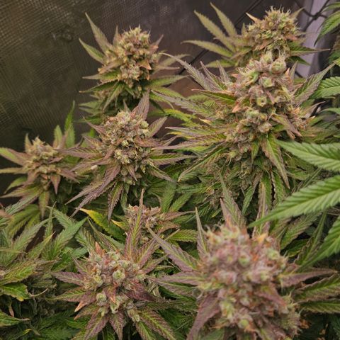 Tangie #3 growlog timeline photo