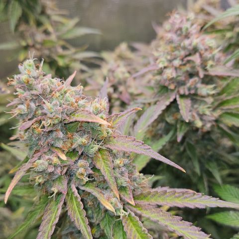 Tangie #3 growlog timeline photo
