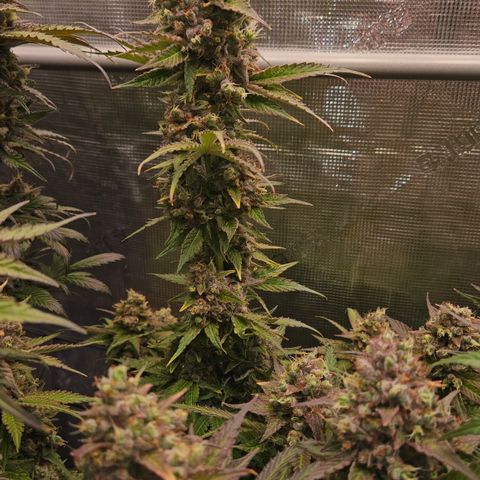 Tangie #3 growlog timeline photo