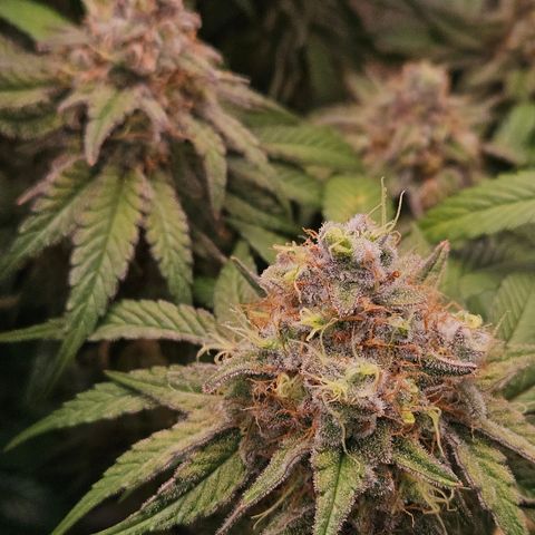 Mimosa #1 growlog timeline photo