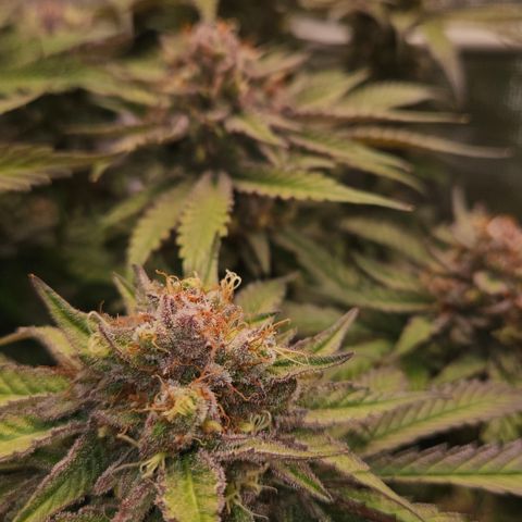 Tangie #2 growlog timeline photo