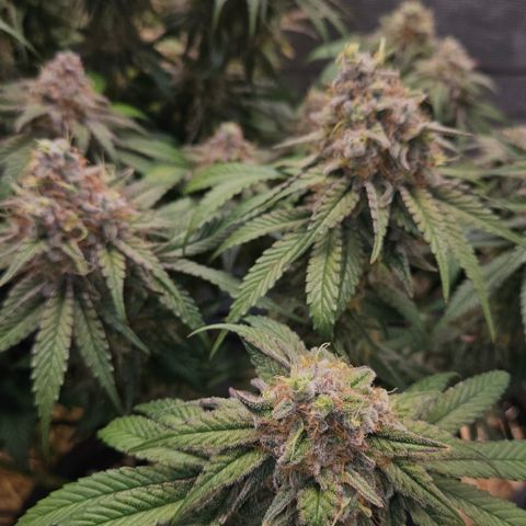 Mimosa #1 growlog timeline photo
