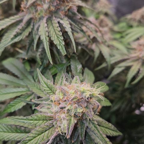 Mimosa #1 growlog timeline photo