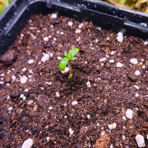 Skunk #1 #1 growlog timeline photo