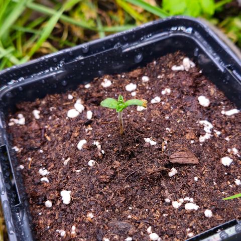 Skunk #1 #2 growlog timeline photo