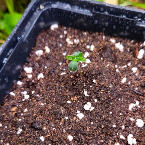 Northern Lights #2 growlog timeline photo