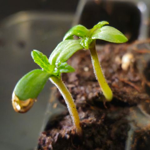 Skunk #1 #2 growlog timeline photo