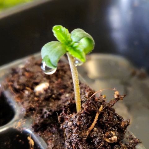 Northern Lights #2 growlog timeline photo