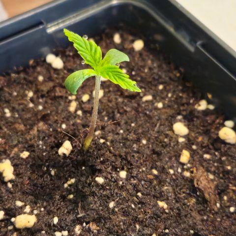 Skunk #1 #1 growlog timeline photo